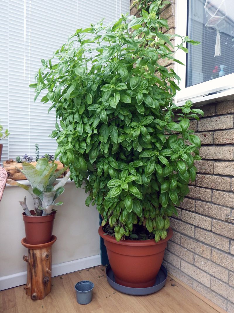Basil Serves Double Duty In Gardens