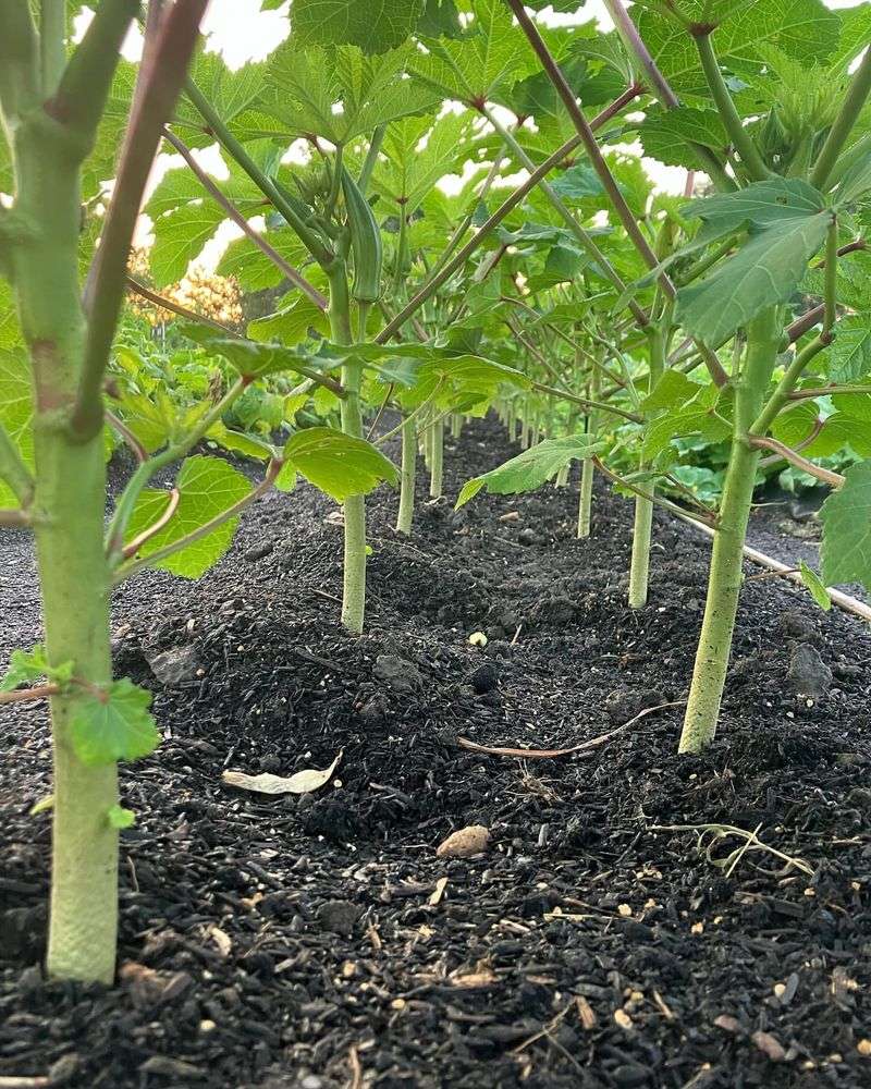 Okra