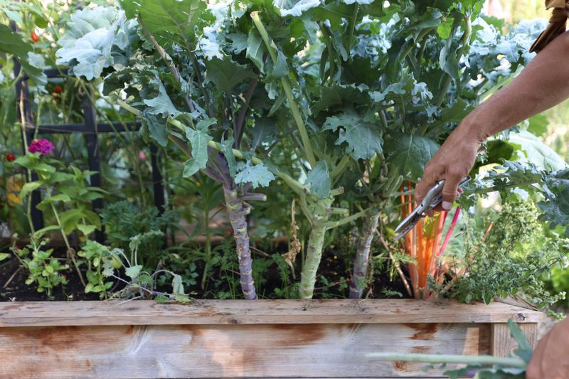 Kale - Year-Round Raised Bed Performer