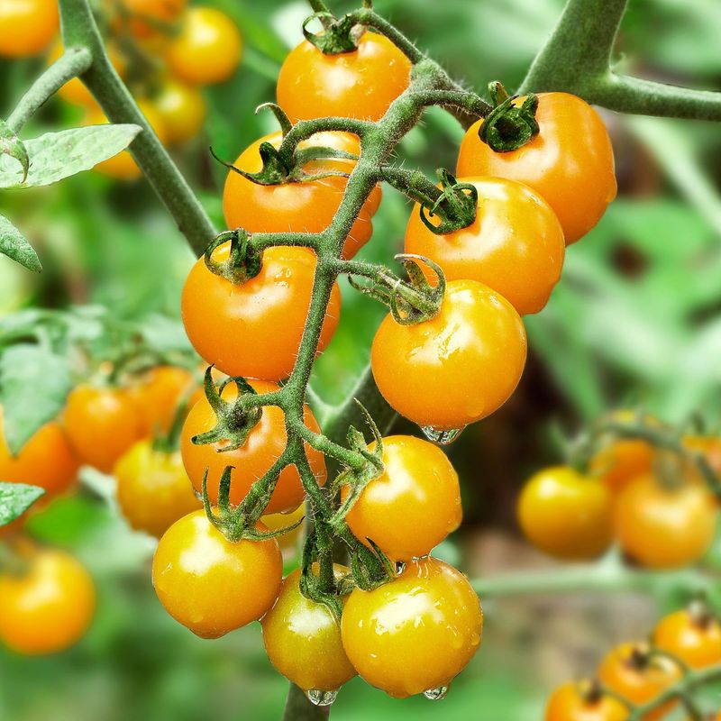 Cherry Tomatoes Keep Going When Larger Types Fail