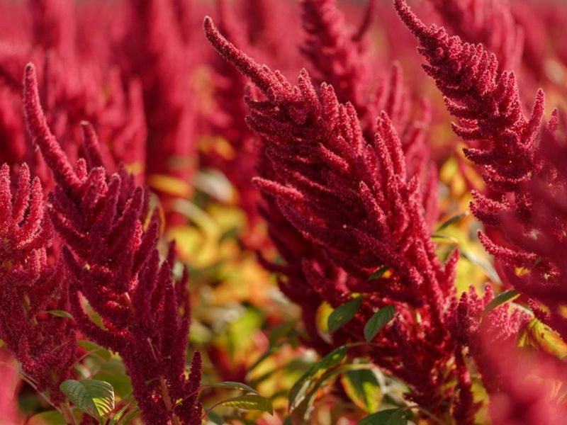 Amaranth