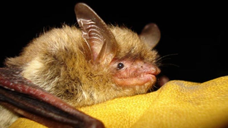 Indiana Bats