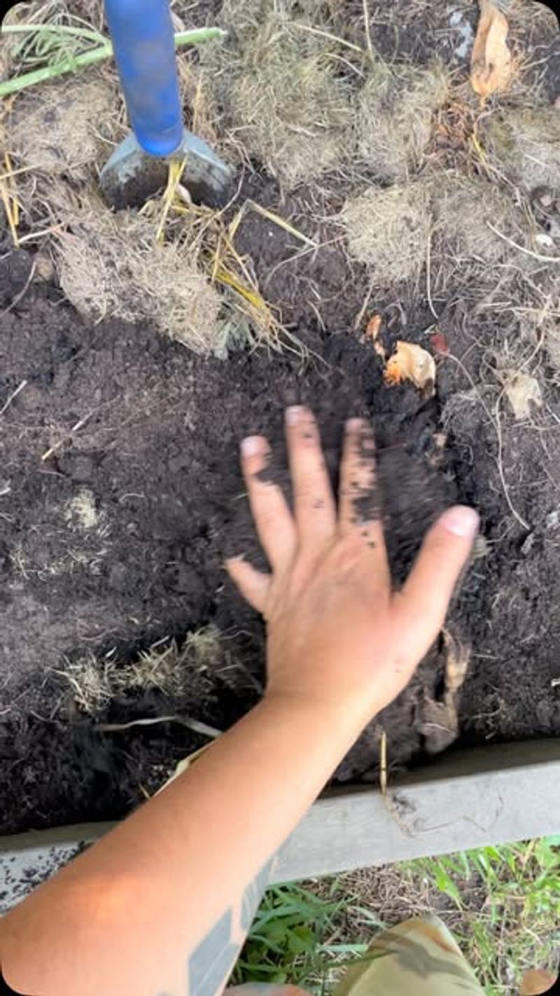 Compost From Fall Still Working