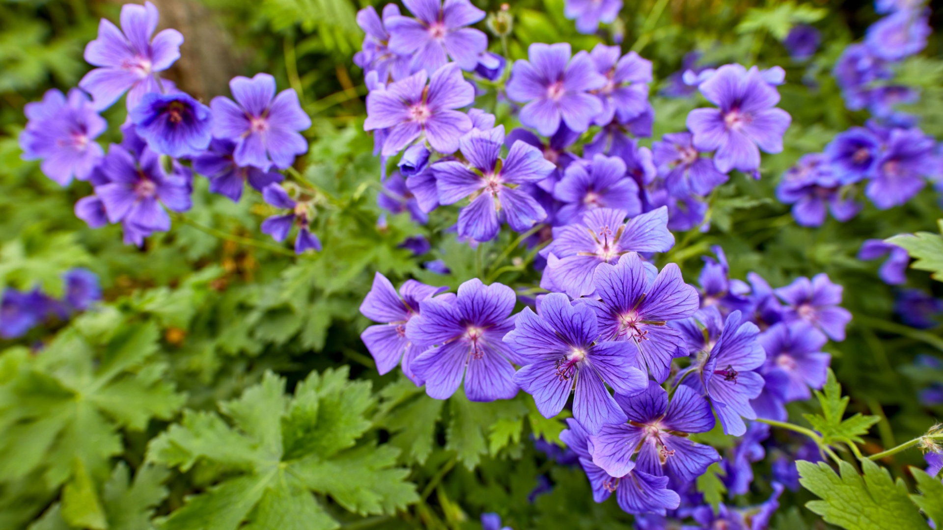 Perennials That Multiply On Their Own In Maryland (And A Few More For A Fuller Garden)