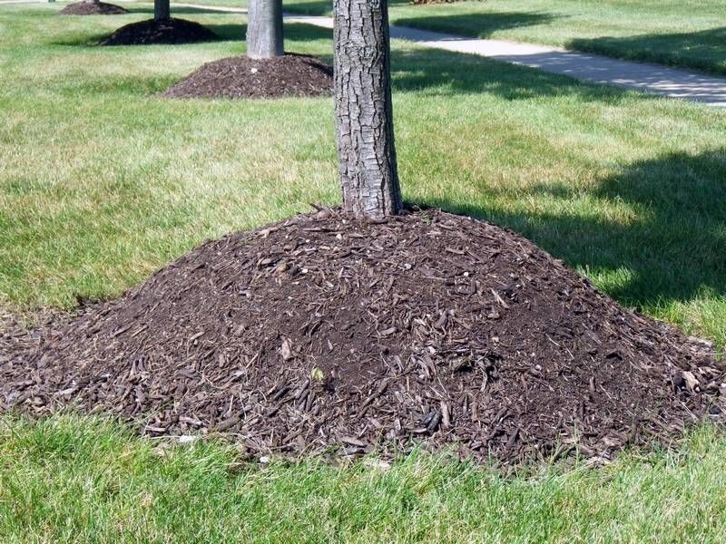 Volcano Mulching