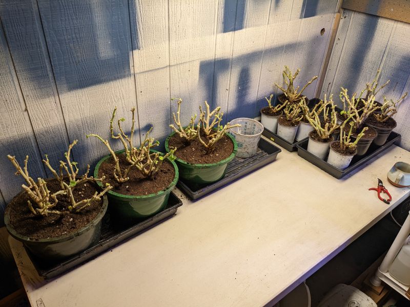 Overwintering Champions