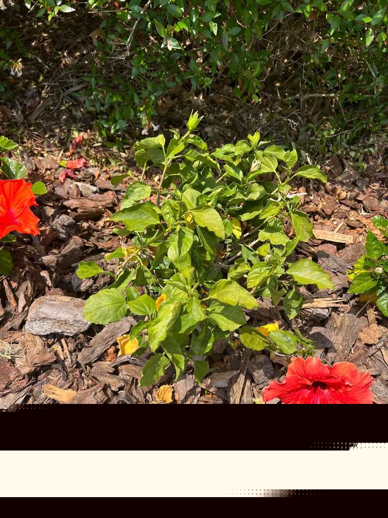 Create Rich, Well-Draining Soil