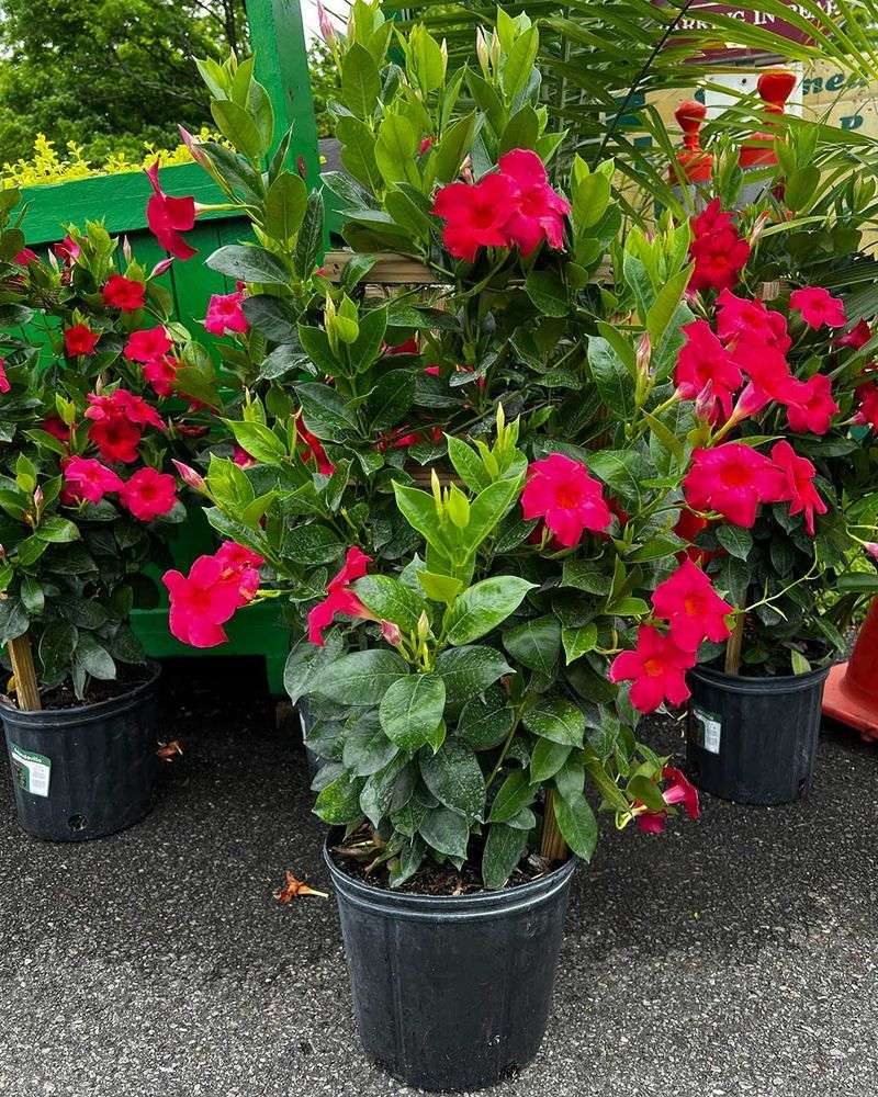 Overwintering with Confidence