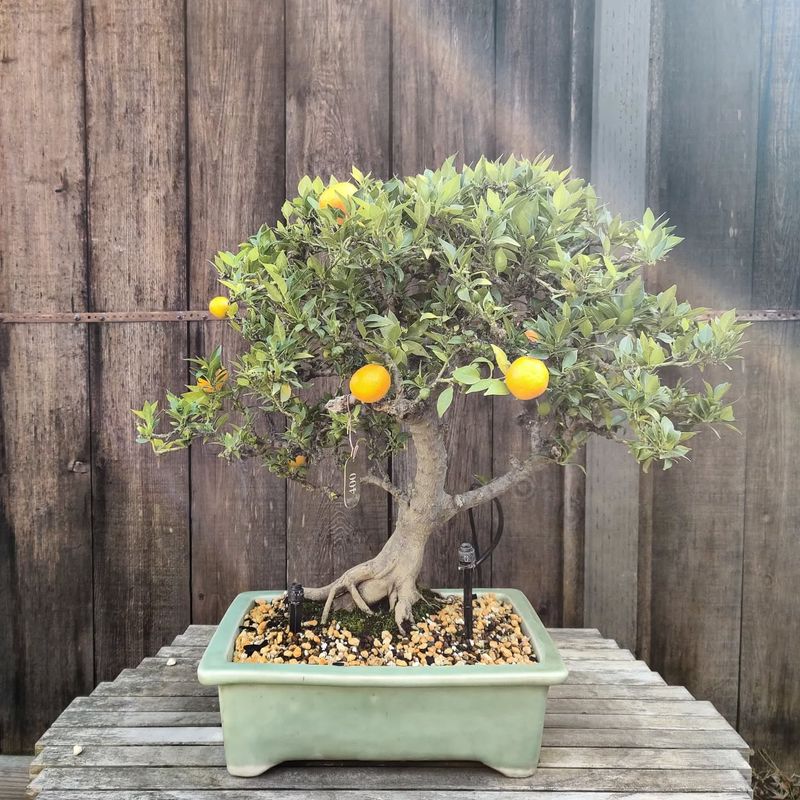 Provide Optimal Sunlight