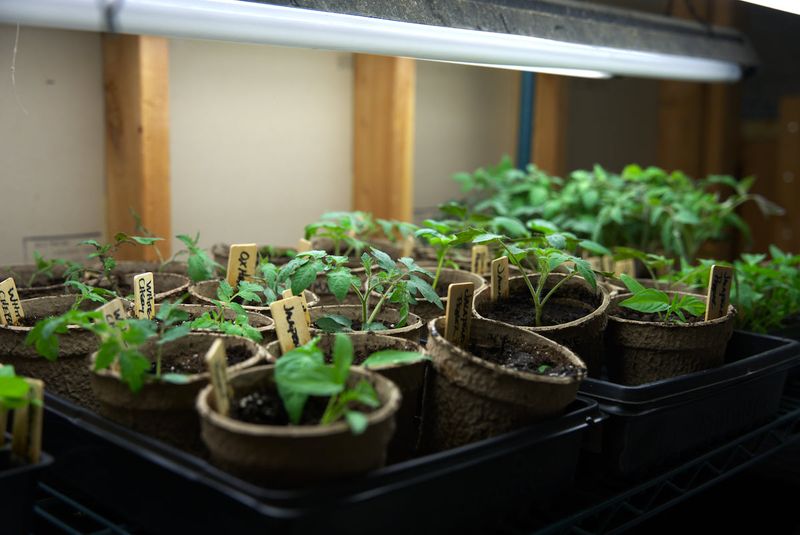 Light Requirements For Sturdy Growth
