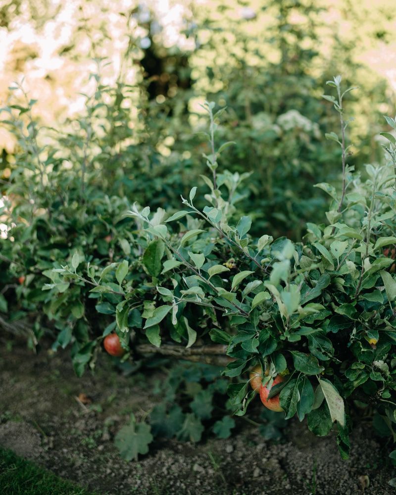 Trellised Fruit Trees Technique