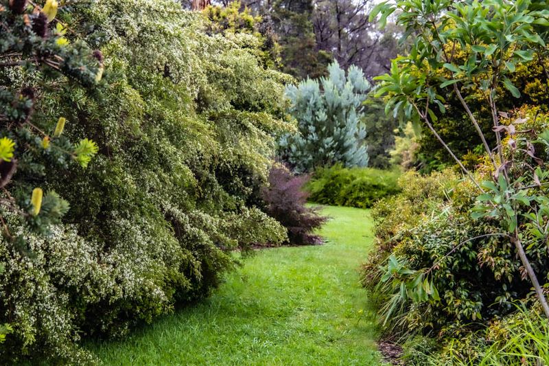 Native Plant Hedgerows