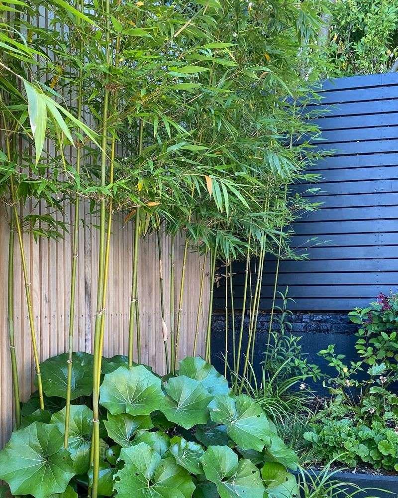 Bamboo Oasis Corner
