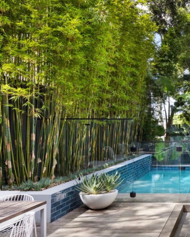 Bamboo Screens