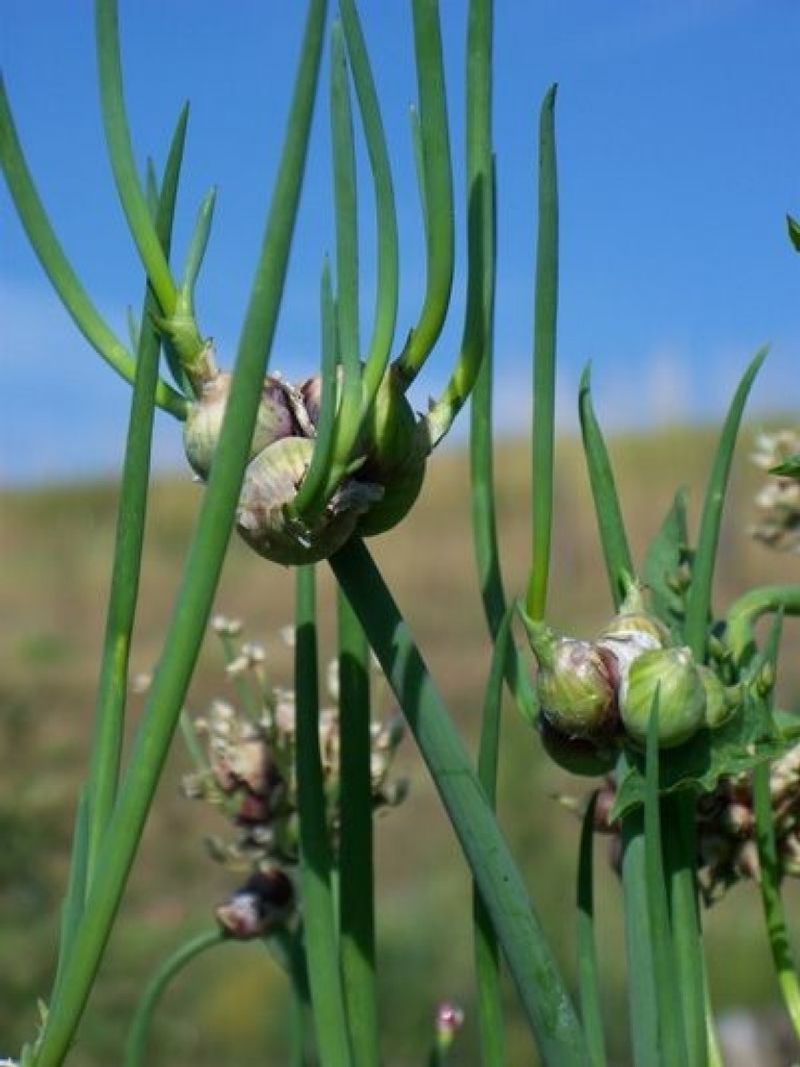 Multiplying Mystery: Egyptian Walking Onions