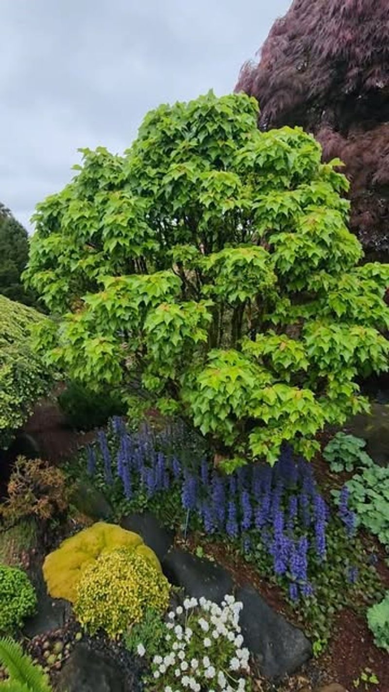 Trident Maple