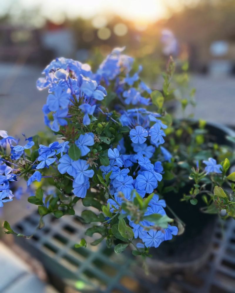 Cape Plumbago