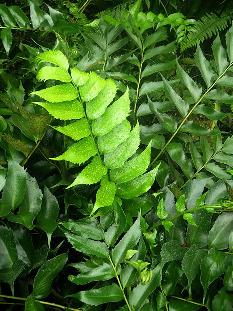 Holly Fern