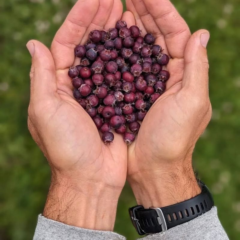 Juneberry (Serviceberry): Spring's First Wild Treat