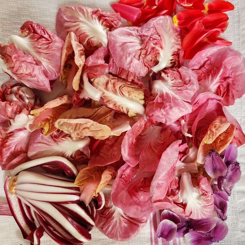 Ravishing Radicchio