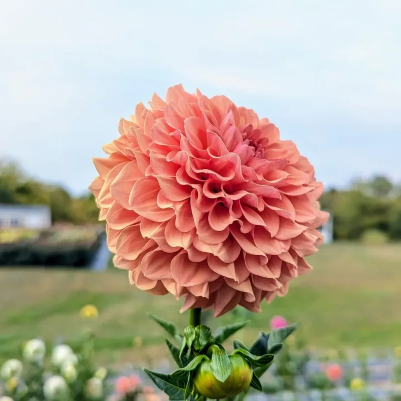 Demanding Dahlias