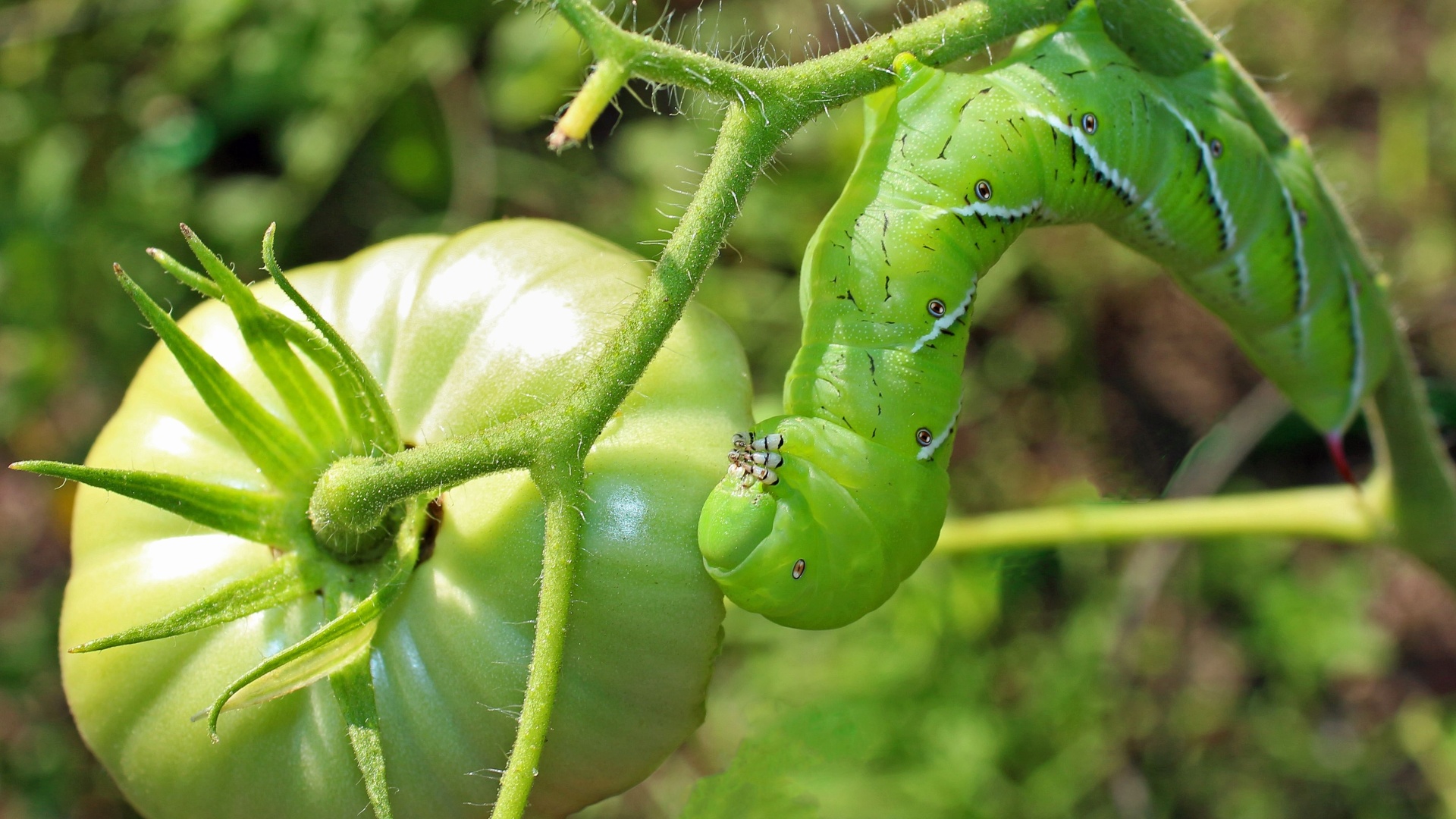 Pest Control Experts Urge Gardeners To Take Immediate Action To Control These Common Summer Garden Menaces