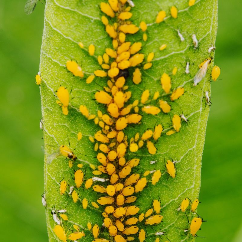 Aphids: The Tiny Sap Suckers