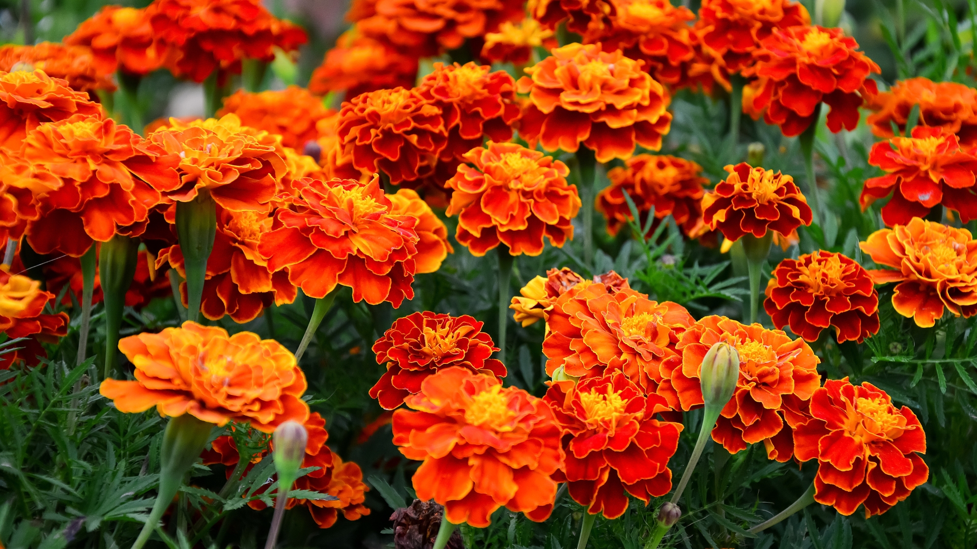 Pest Control Plants That Are Easy-To-Grow And Keep Garden Bugs Away Naturally