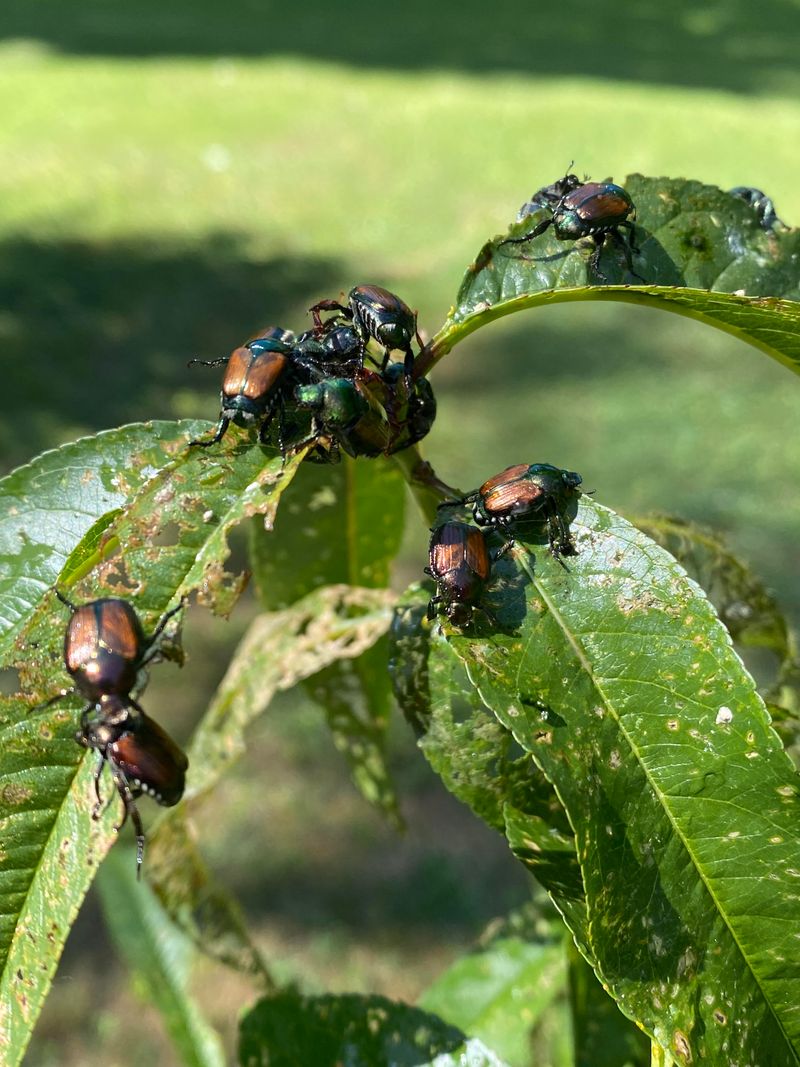 Japanese Beetle Bag