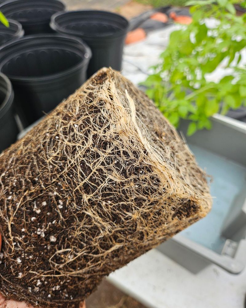 Root Bound