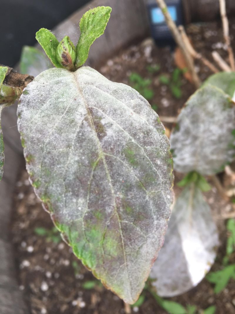 Fungal Diseases Flourish