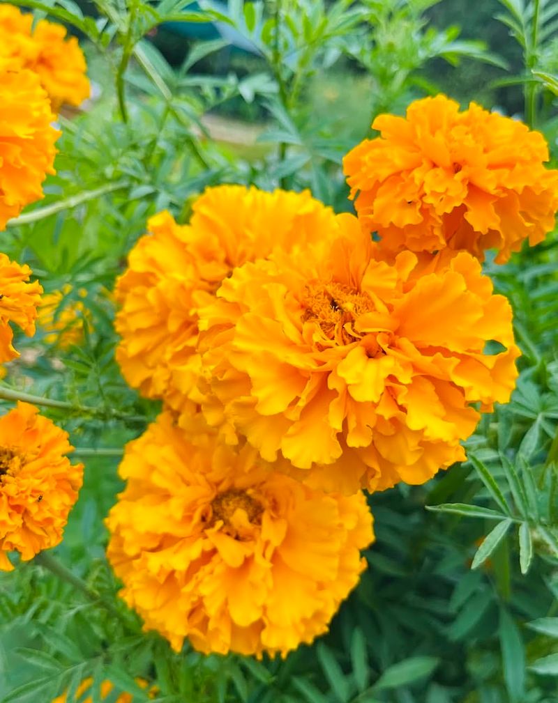 Marigolds