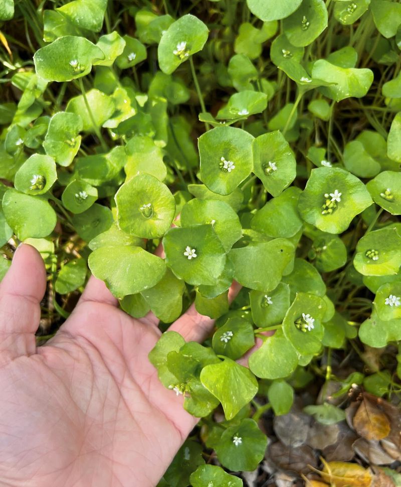 Versatile Claytonia