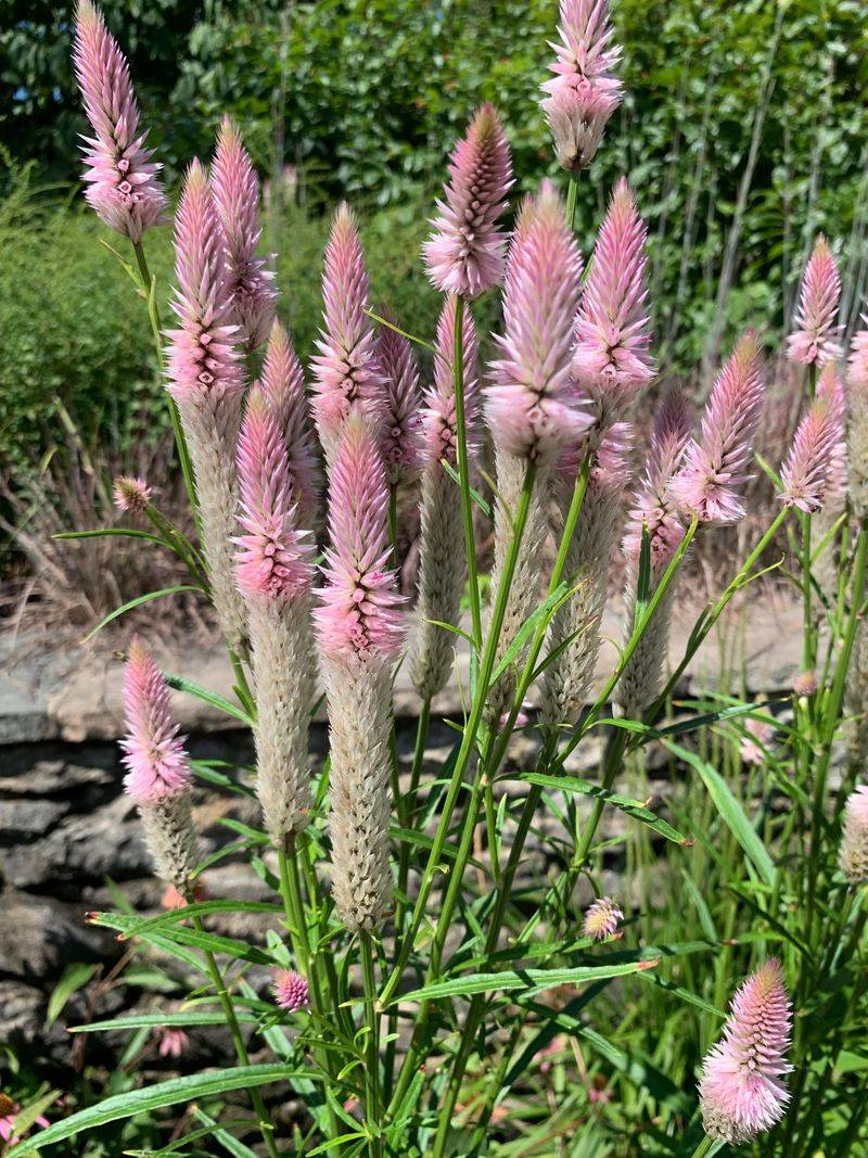 Celosia