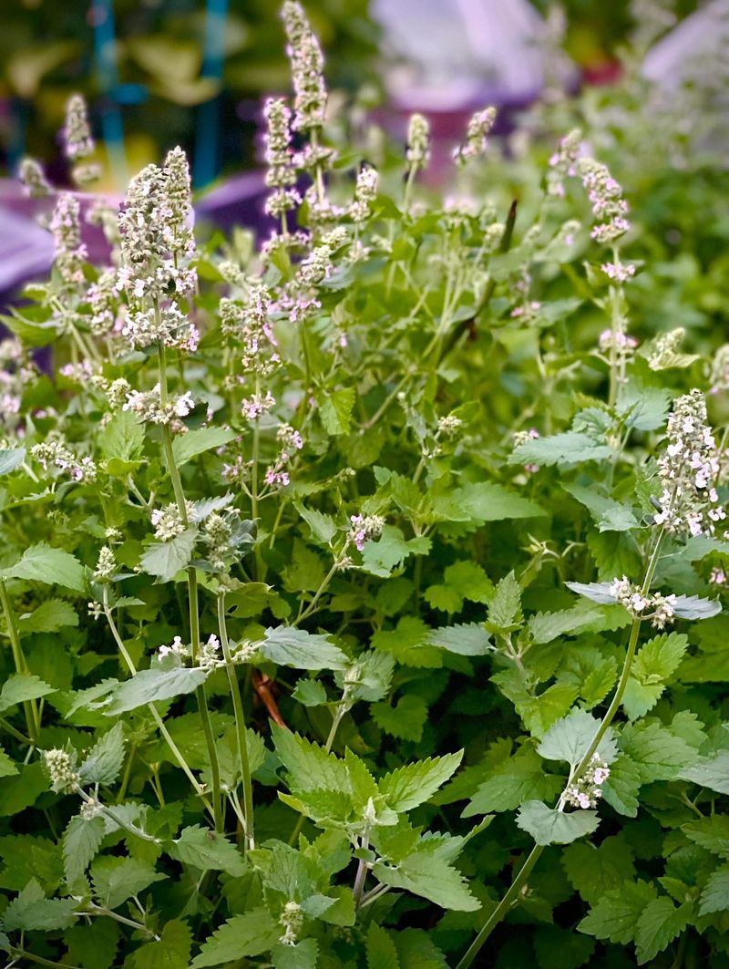 Catnip