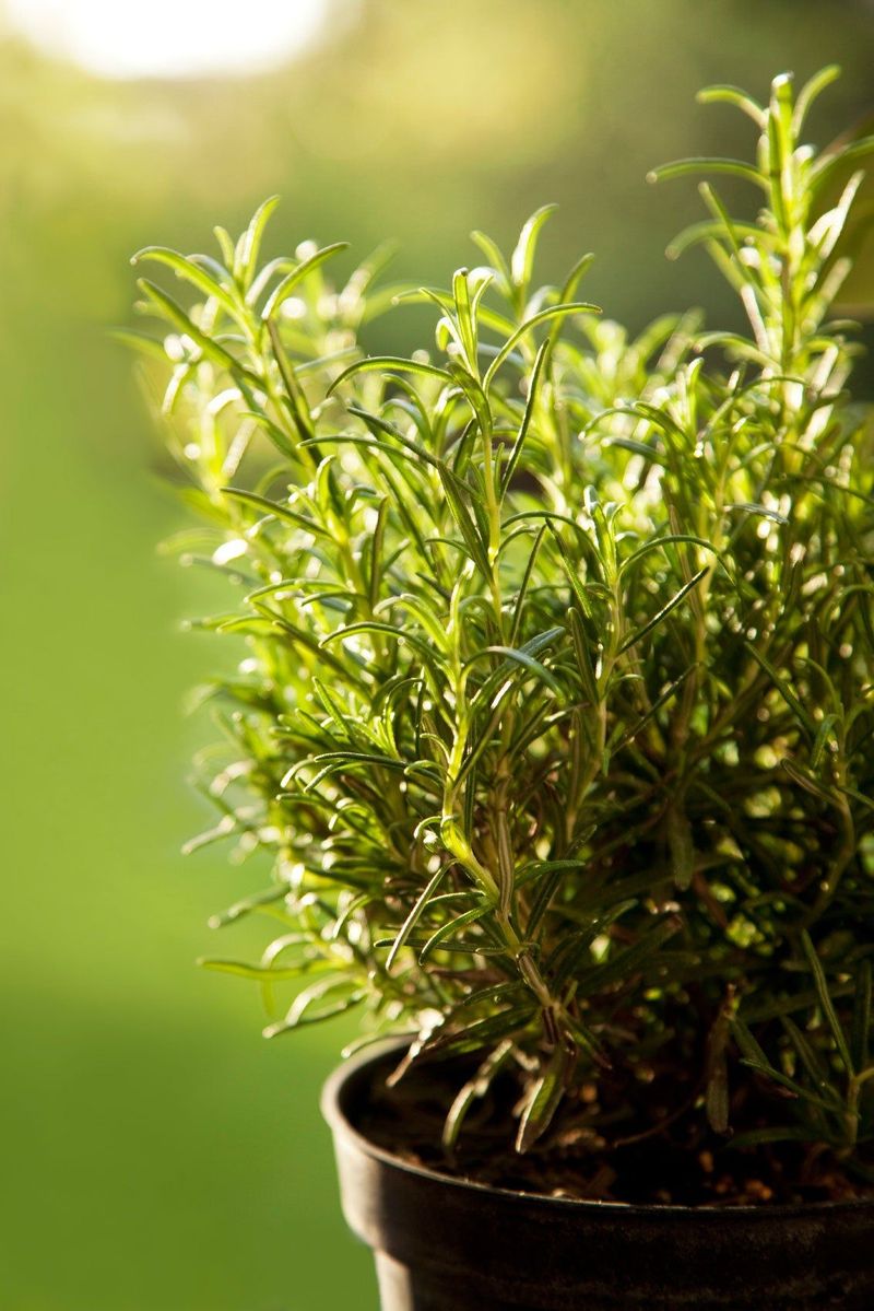 Rosemary