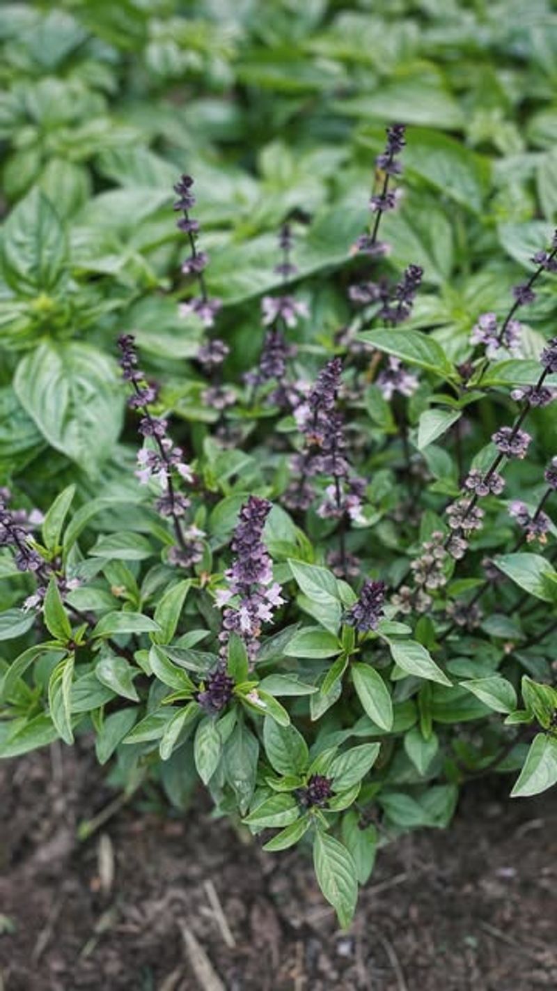 Basil