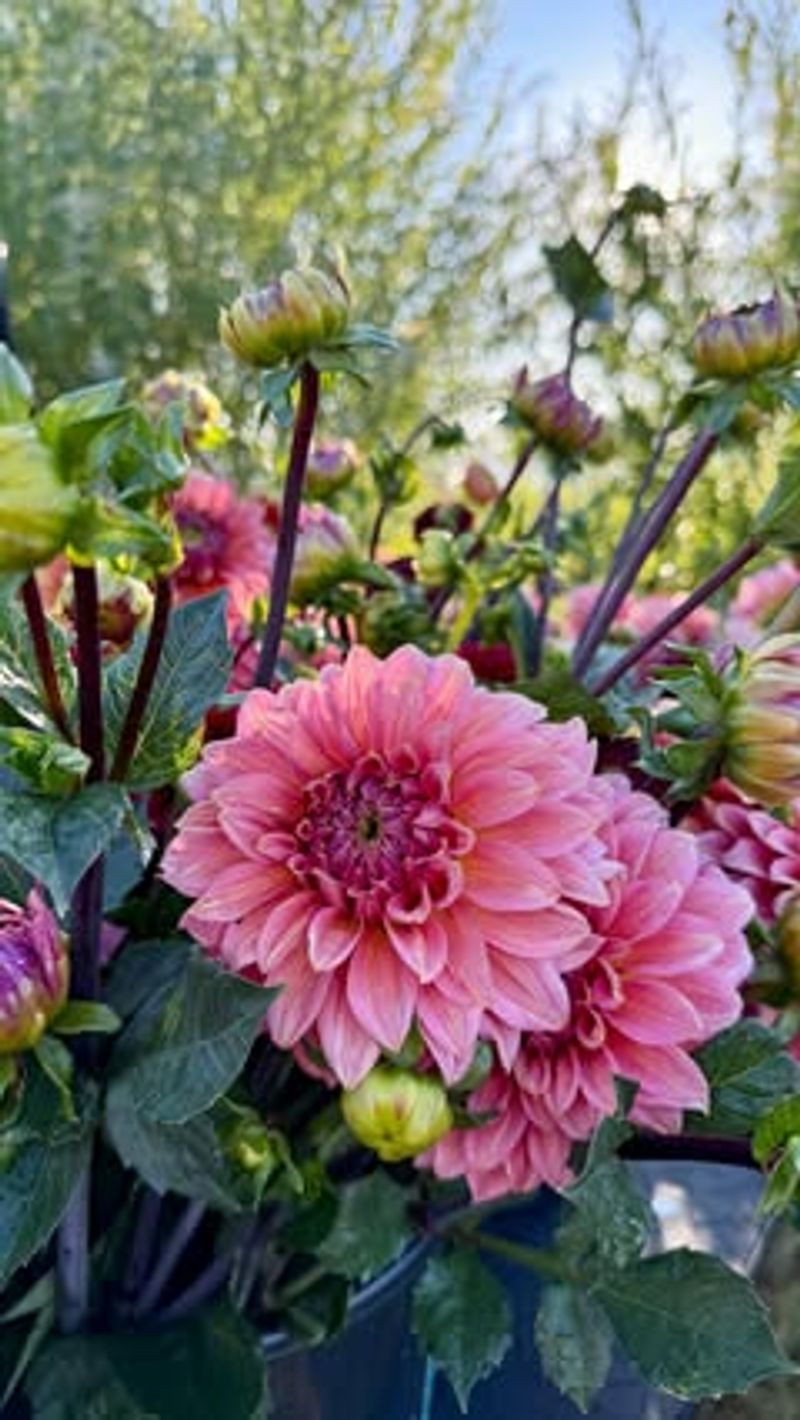 Dahlias Dazzle Through Diligence