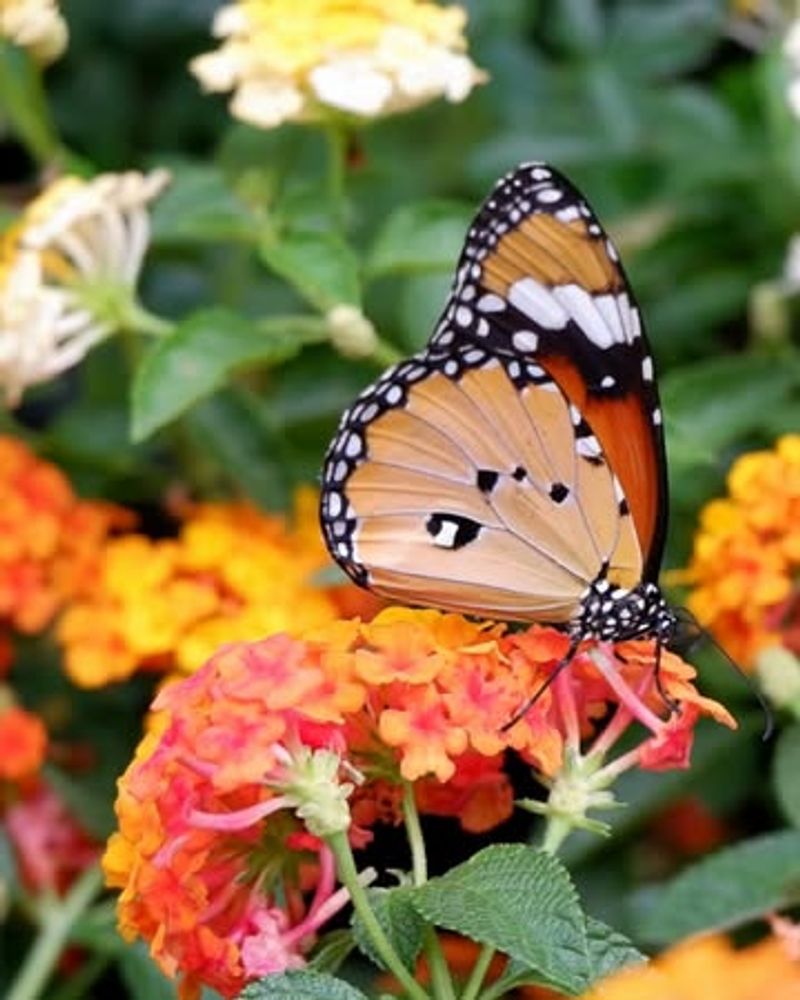 Lantana: Butterfly Magnets