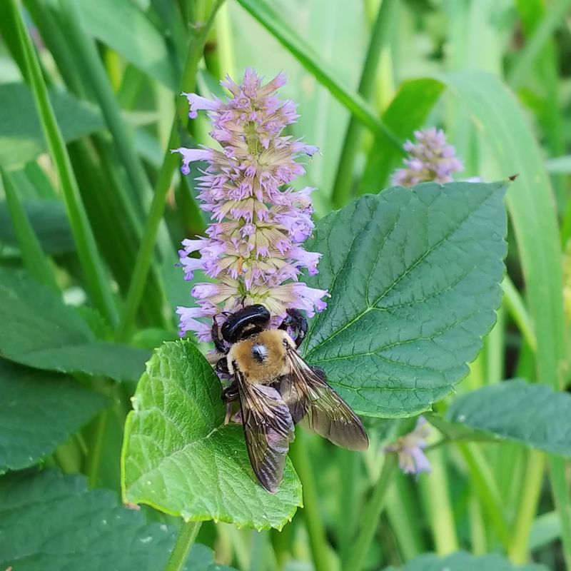 Anise Hyssop: Licorice-Scented Protector