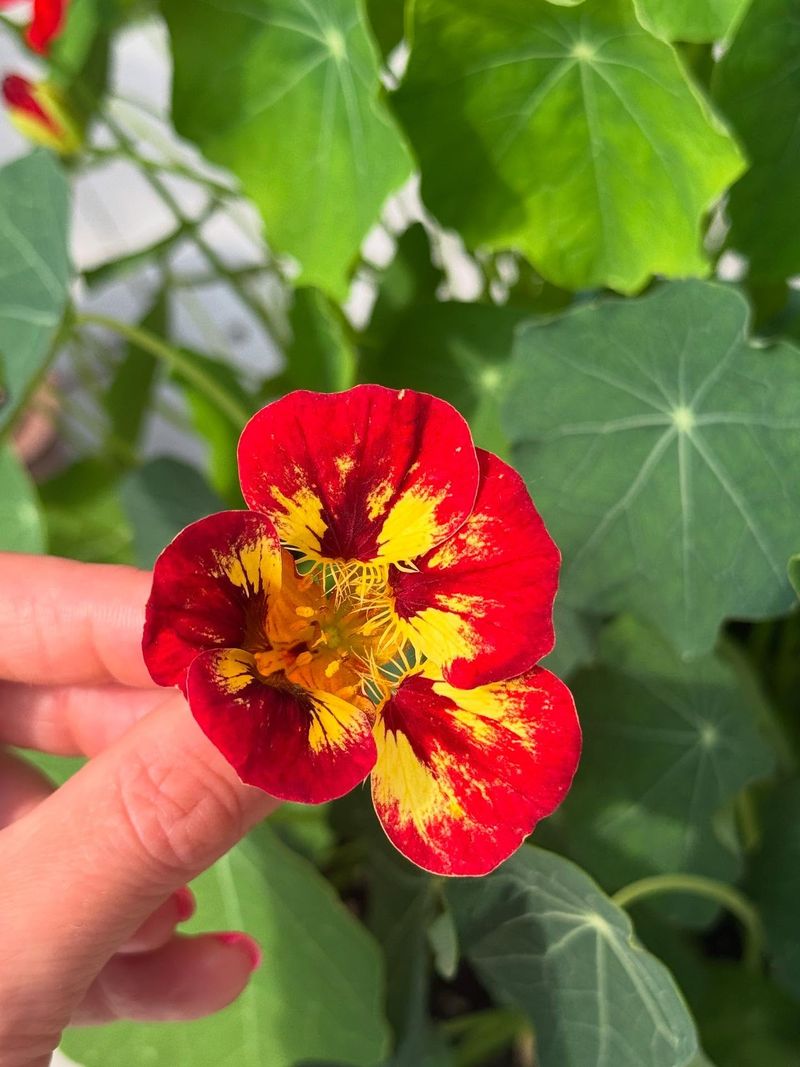 Nasturtiums: Edible Beauties For Busy Gardeners