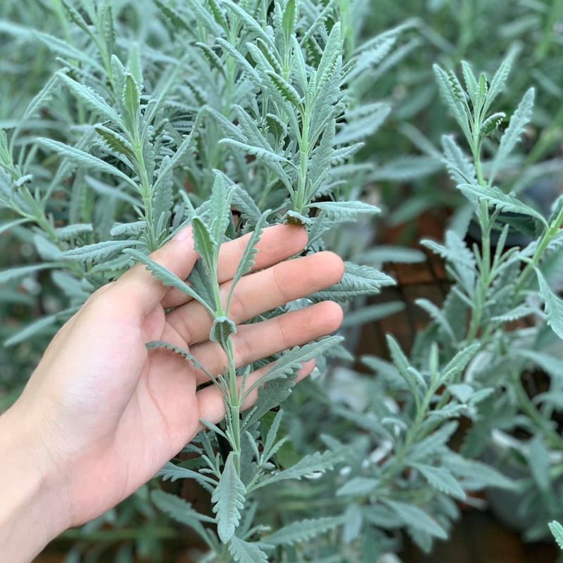 Goodwin Creek Gray Lavender (Lavandula x ginginsii 'Goodwin Creek Gray')