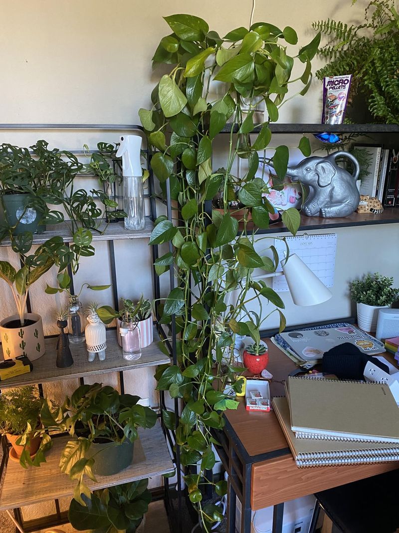 Golden Pothos