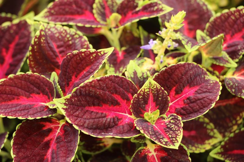 Coleus