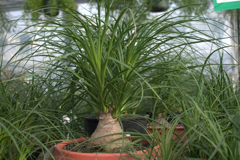 Ponytail Palm