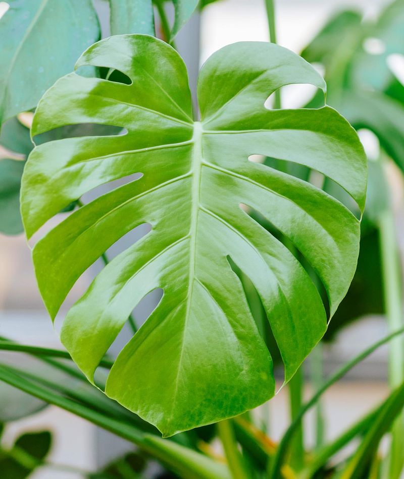 Monstera