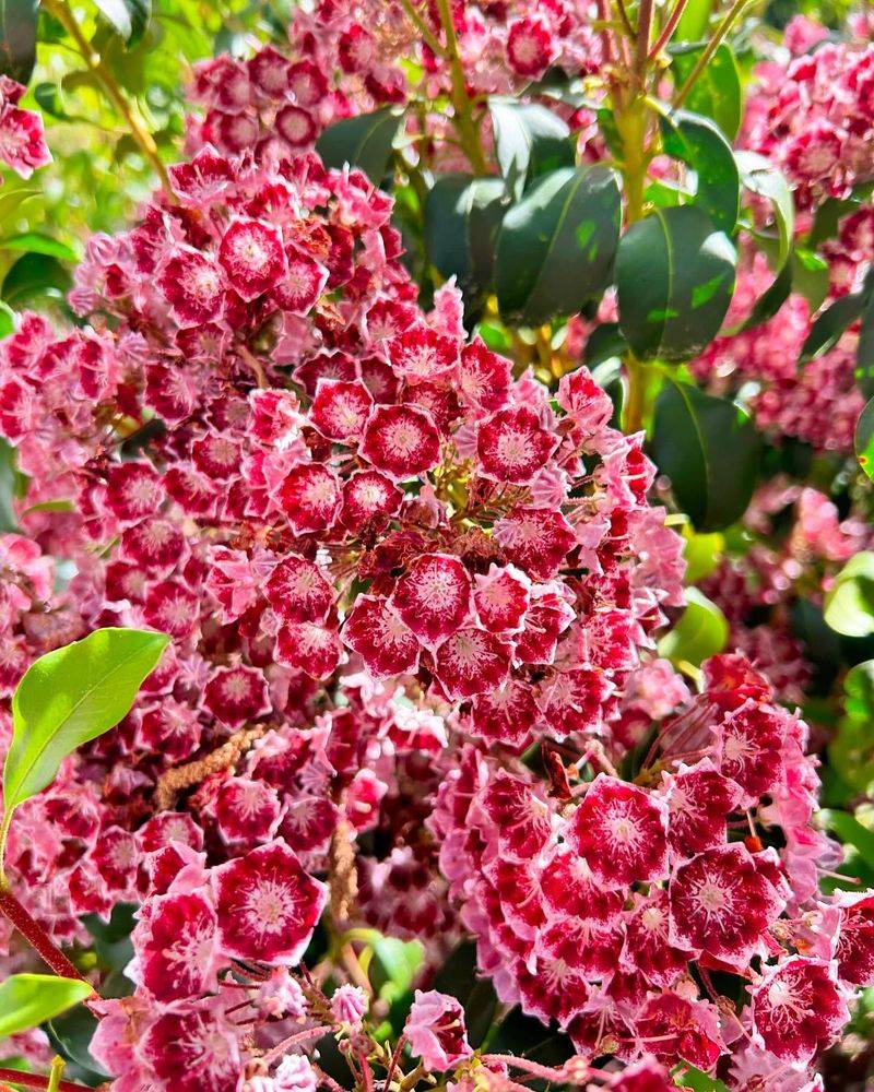 Kalmia Latifolia