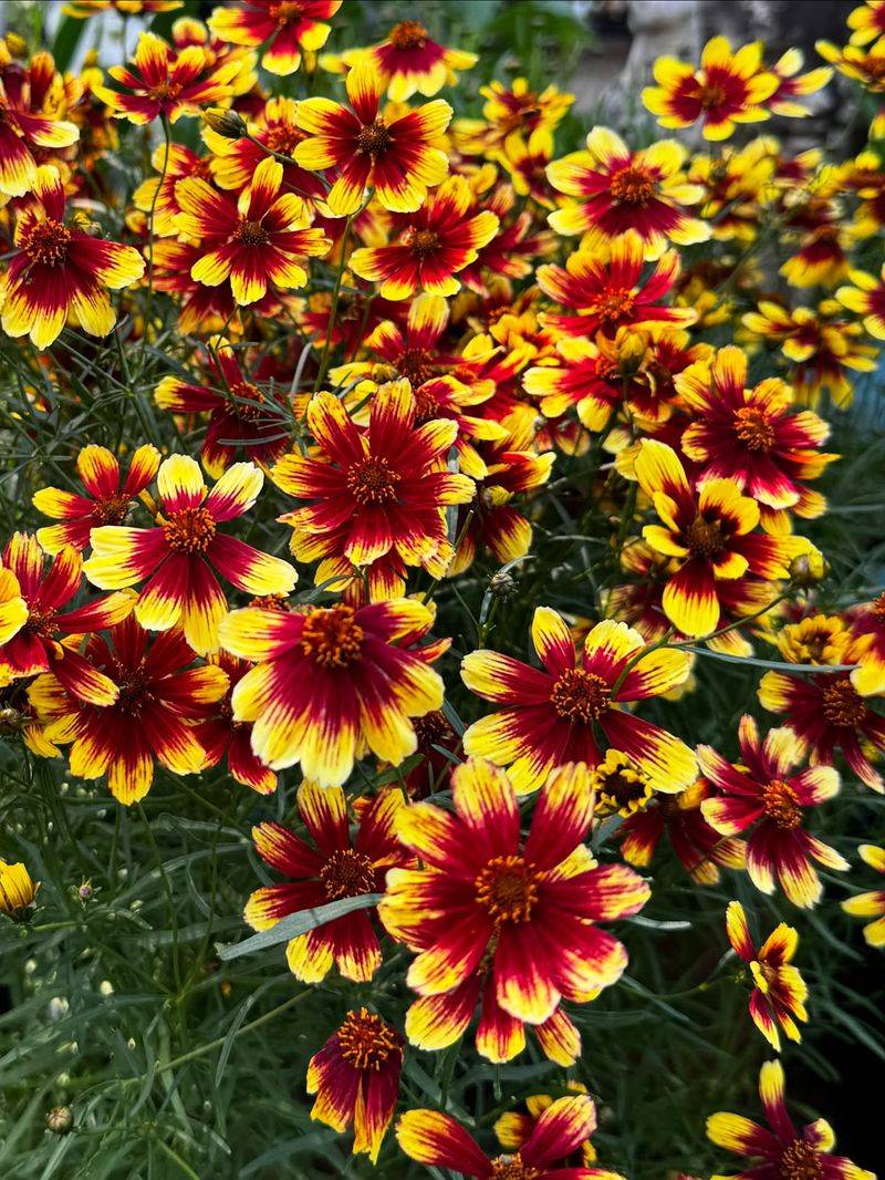Coreopsis