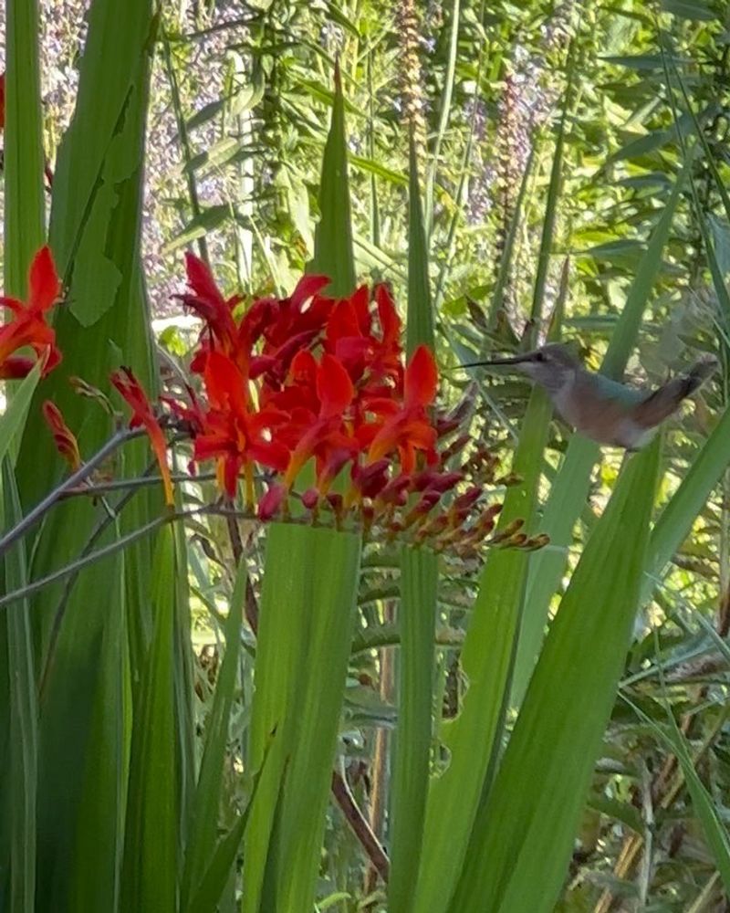 Crocosmia