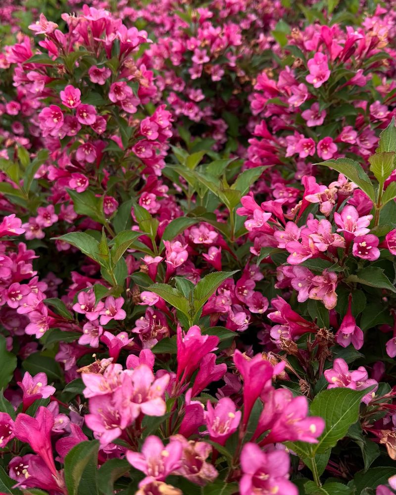 Weigela Flowers Better With Pruning